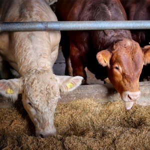 恒歌養(yǎng)殖溯源監(jiān)控系統(tǒng)高精度溫濕度變送器，智能畜牧養(yǎng)殖業(yè)環(huán)境監(jiān)控系統(tǒng)溫濕度解決方案